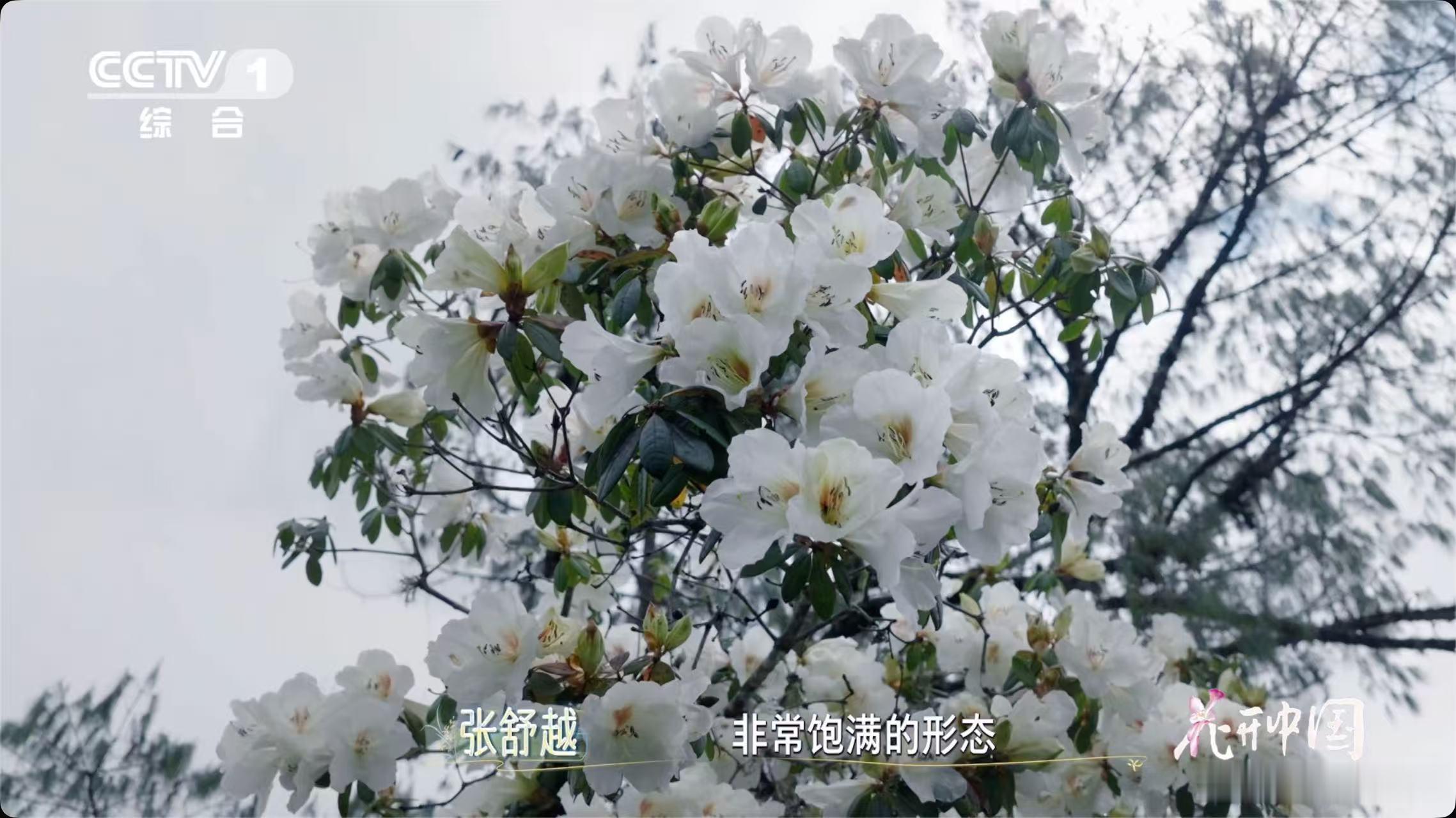 西藏松树顶开出杜鹃花大自然在70米高空藏着浪漫《花开中国》里这棵不丹松，不只是一