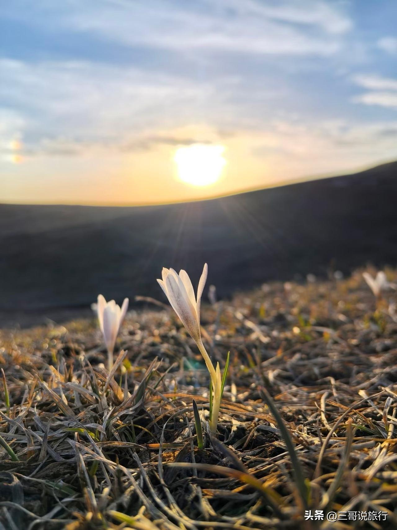 见过顶冰花，才懂伊犁的春天有多倔强
       冰雪未消，寒意未退，伊犁的第一
