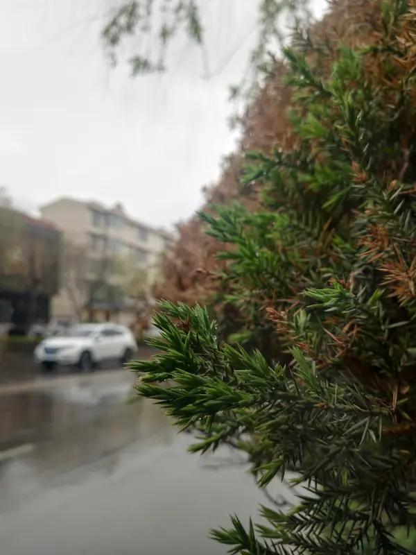 清明时节雨纷纷，一年一度的清明节即将来临。无论是城市还是乡村，祭扫先人都是习俗，