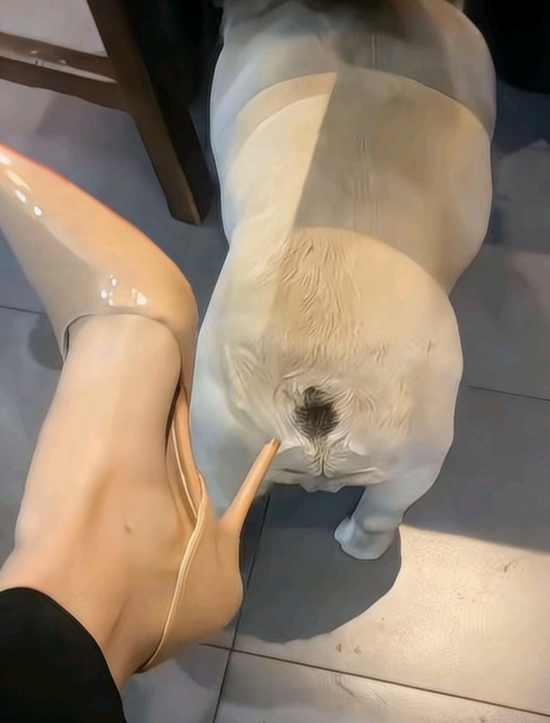 狗子说:你个老六！！！