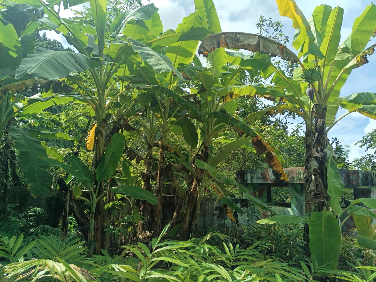 瞧瞧，老山前线满山遍野的果树…（图片来源：老山兰八一重返老山随手拍）