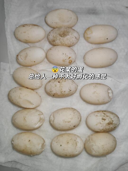 [捂脸R]每年 都凑不出来几颗 完整的蛋