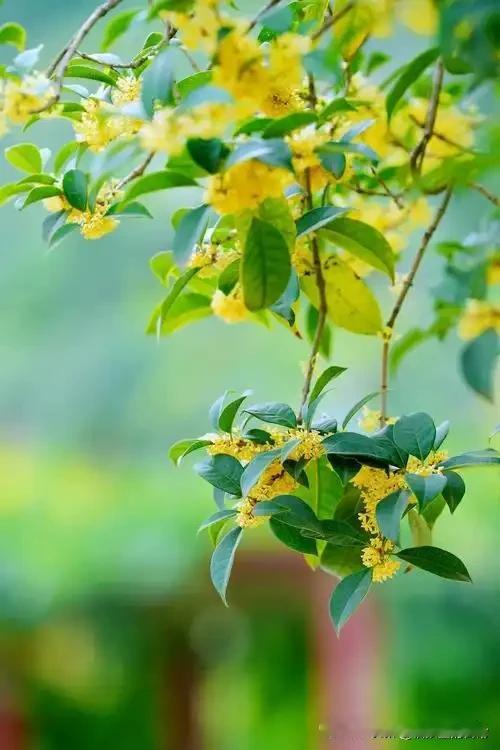 我30岁的时候，来到河南济源烙馍。那时候，离乡背井，两个孩子上学，不管一天挣多少