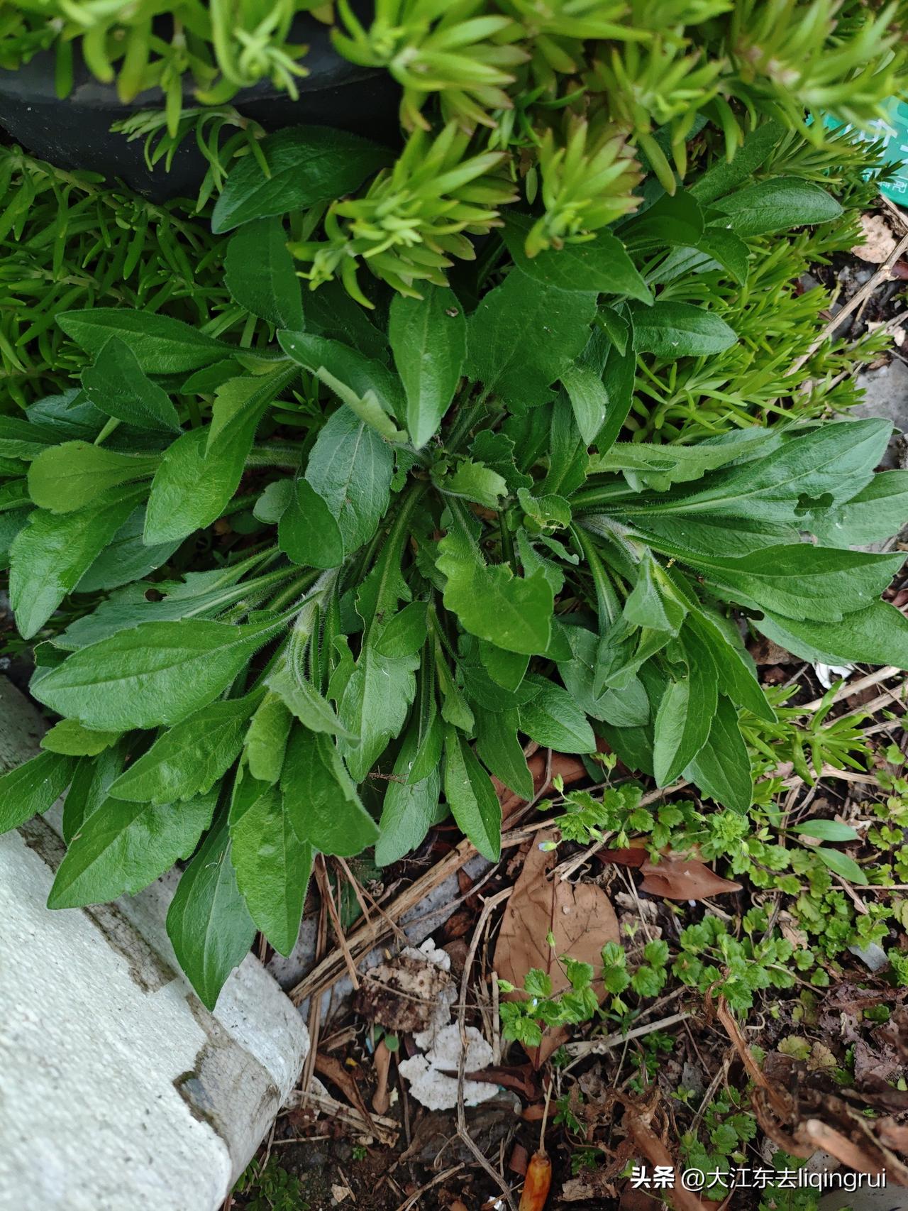 飞蓬草，春天里的蒸菜成员！