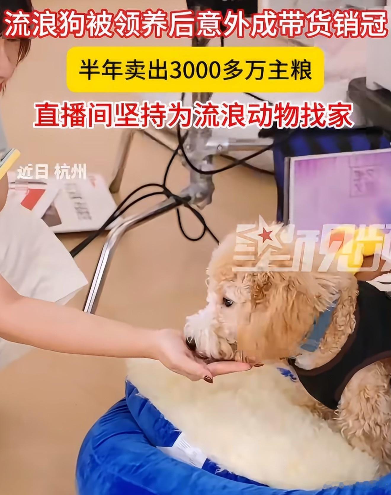 一条流浪狗从翻垃圾桶到半年带货3000万，比大部分网红都猛。但说实话，这不是狗的