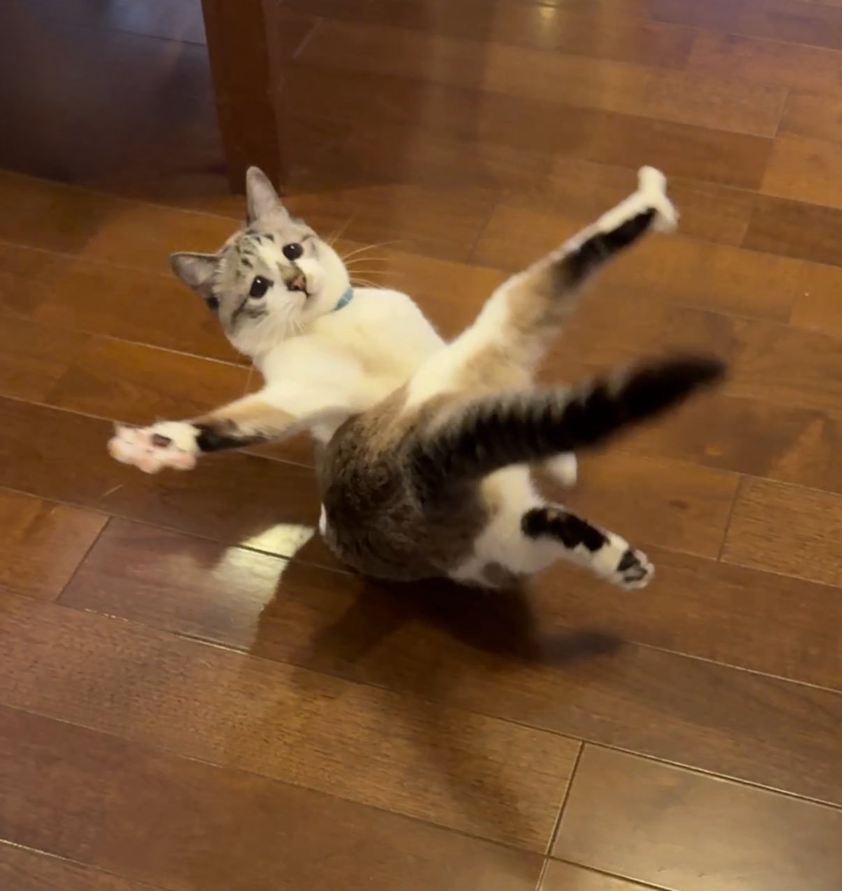 猫咪优雅的舞姿