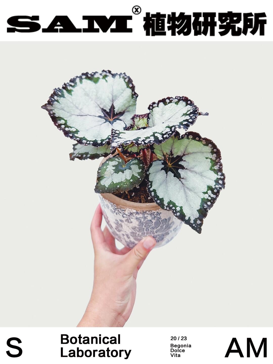 多尔切比塔秋海棠｜Begonia Dolce Vita