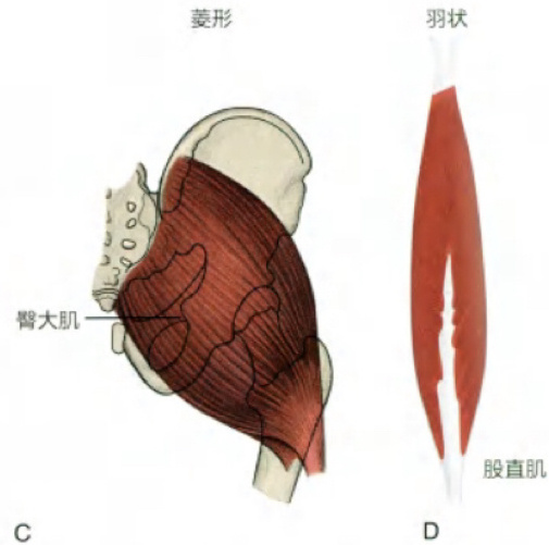 肌骨解读 【教你读懂肌肉的名字】人体有超过600块骨骼肌，每块肌肉都有一个独特的