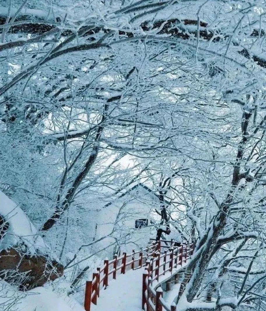 你是否曾驻足于一片银白之中，凝视过那漫天飞舞的雪花？大雪至，冬意浓，今天，就让我