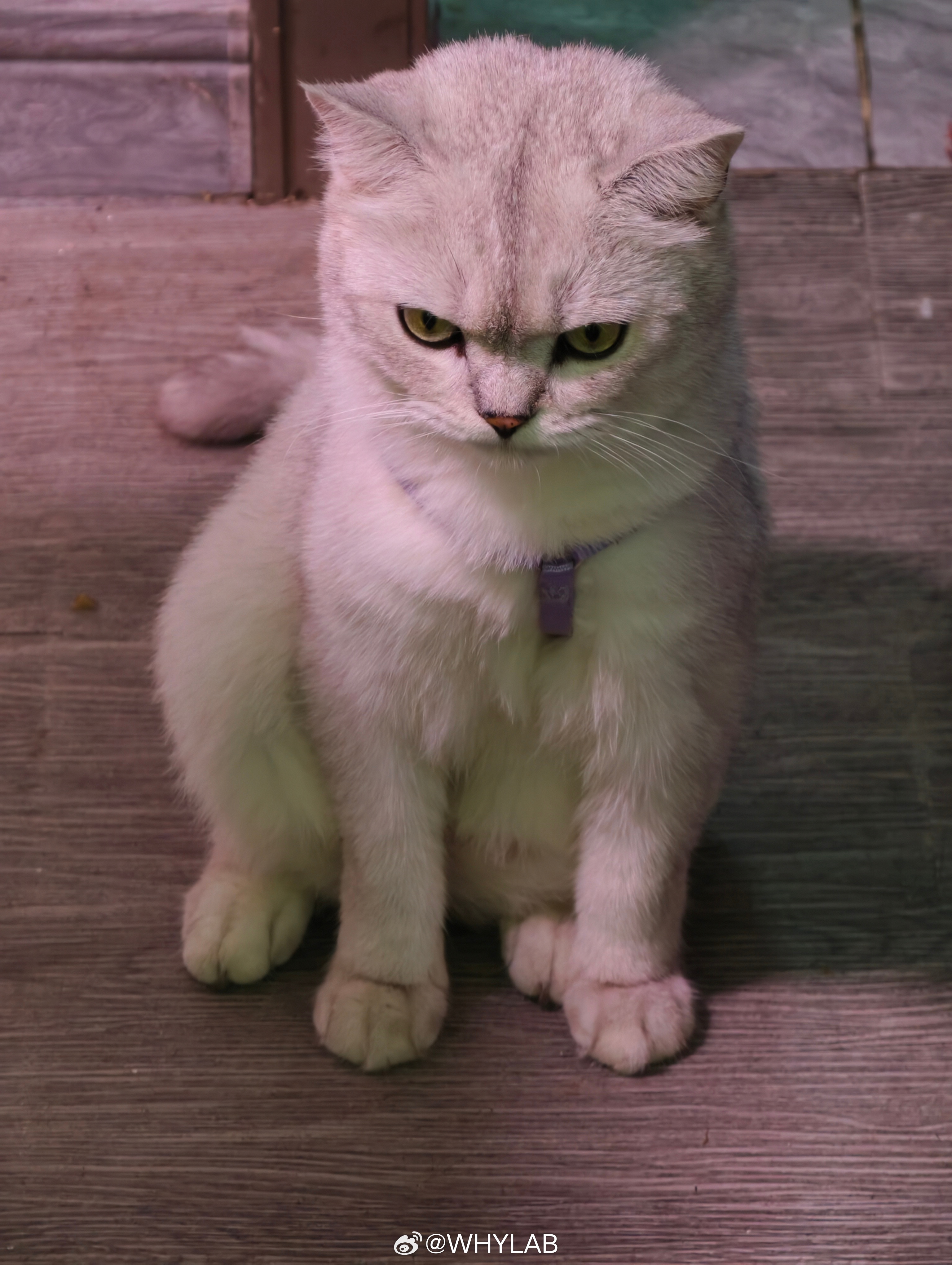 养宠家庭需要哪些空调功能这我有经验，特别是长毛猫，掉毛真的夸张，家里到处都是浮毛