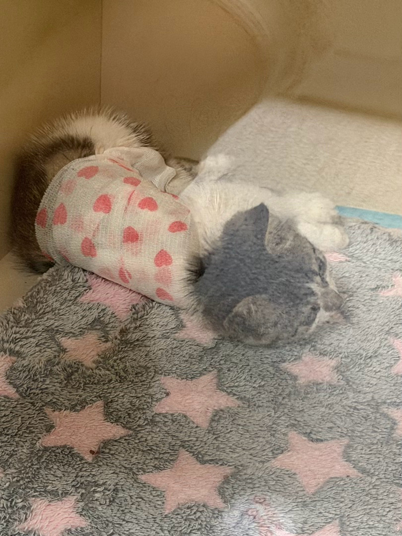 救了一只公园小猫，浑身都被动物咬了，都烂了[泪]现在在医院救治，他们给它取名叫公