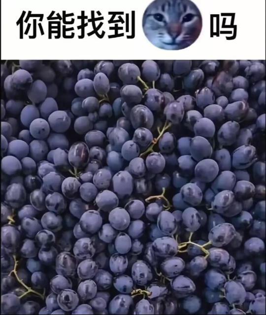 关于小猫的梗图🦴
