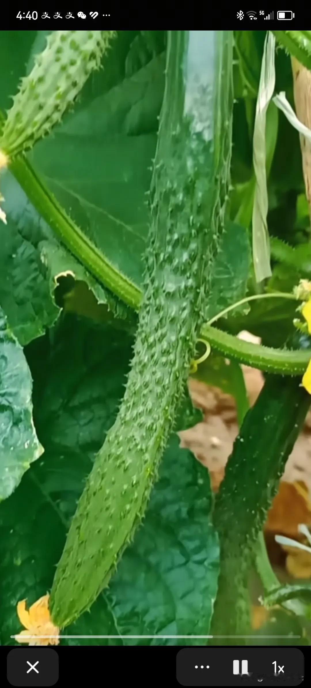 菜园里的月光
 
母亲总说，药片是苦的，但泥土是甜的。
 
她佝偻着背，在巴掌大