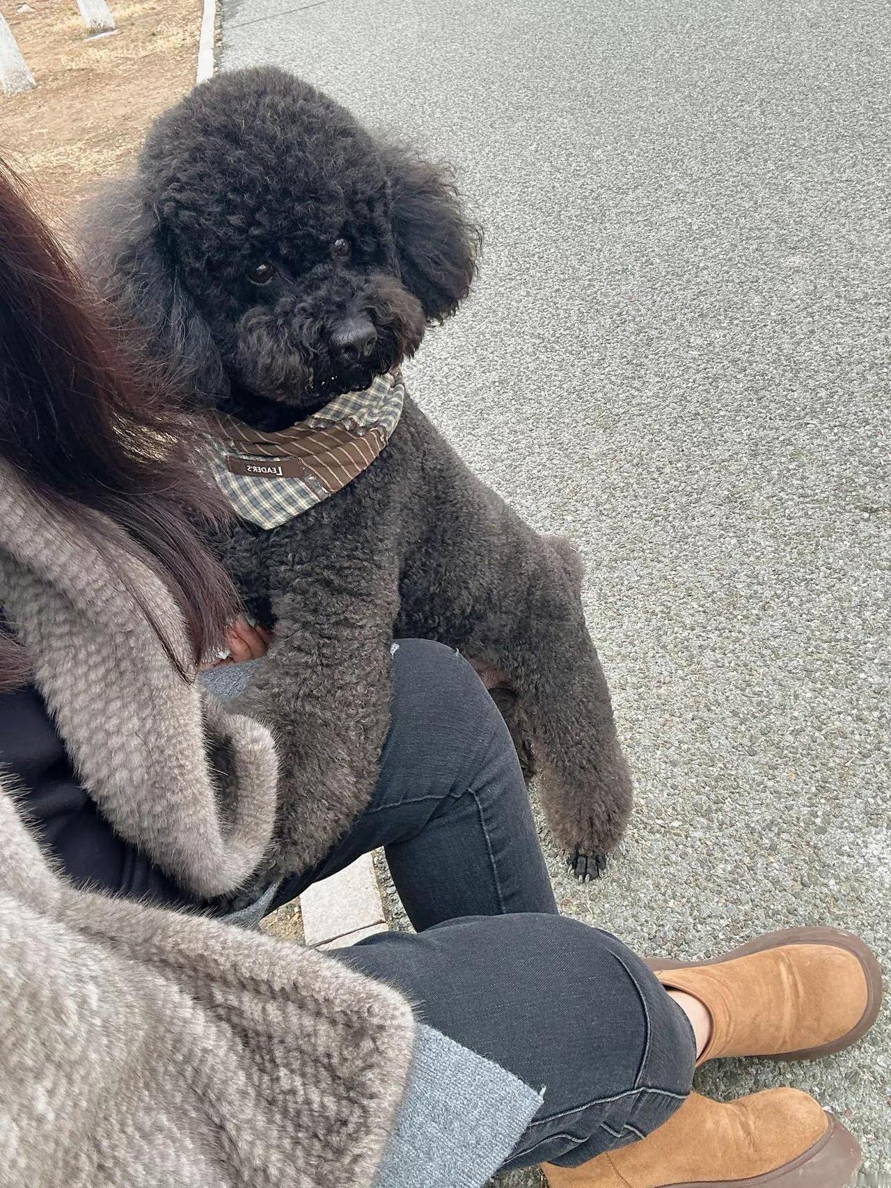 这货昨晚上趁着月黑风高跑了，被我抓到，挨揍的时候竟然朝着我龇牙呜呜，让我捏住嘴巴