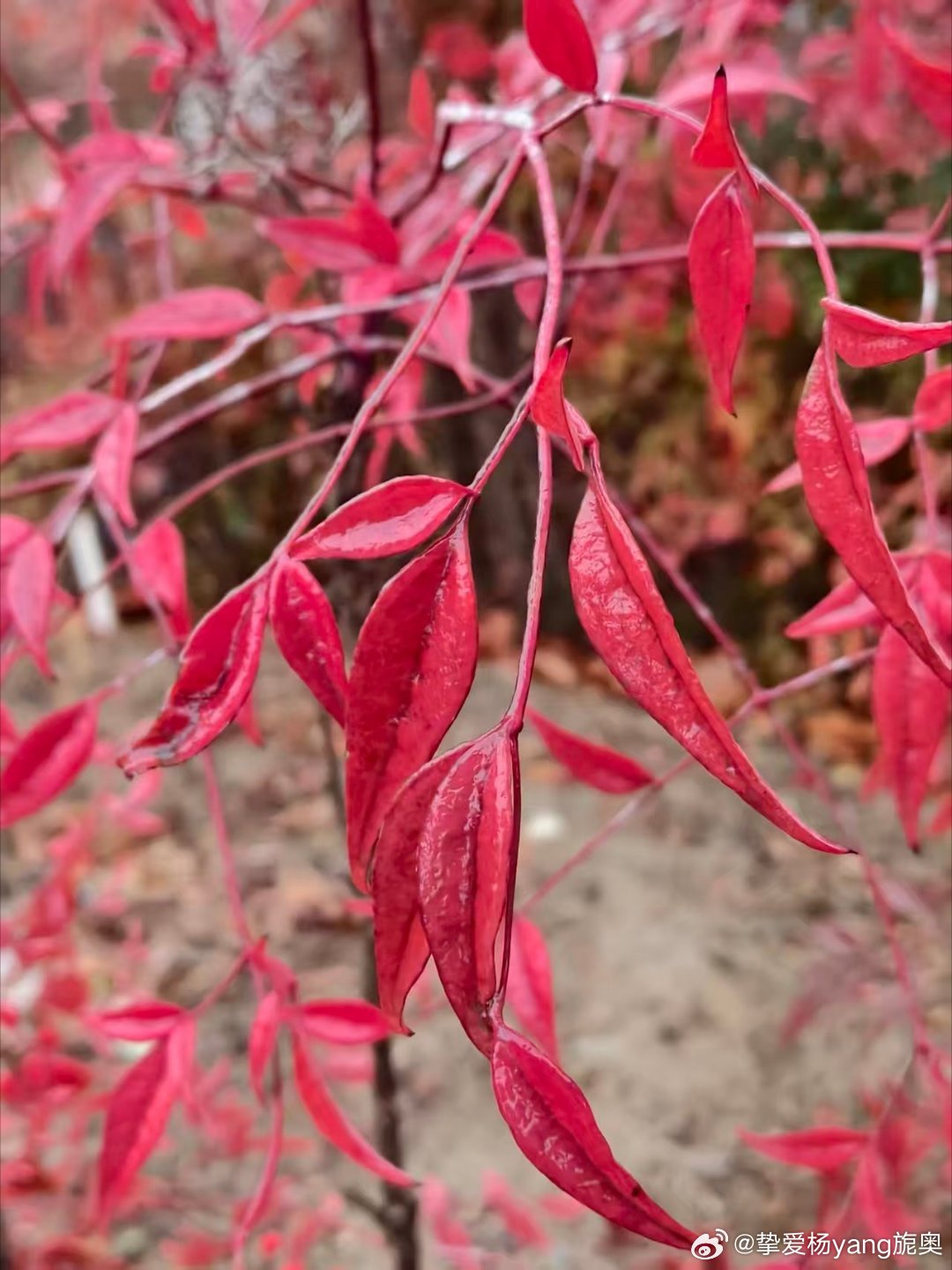 每日一善每日一善☀️阳光信用☀️忧伤并不是人生绝境、坎坷并非无止境，没有谁能剥夺