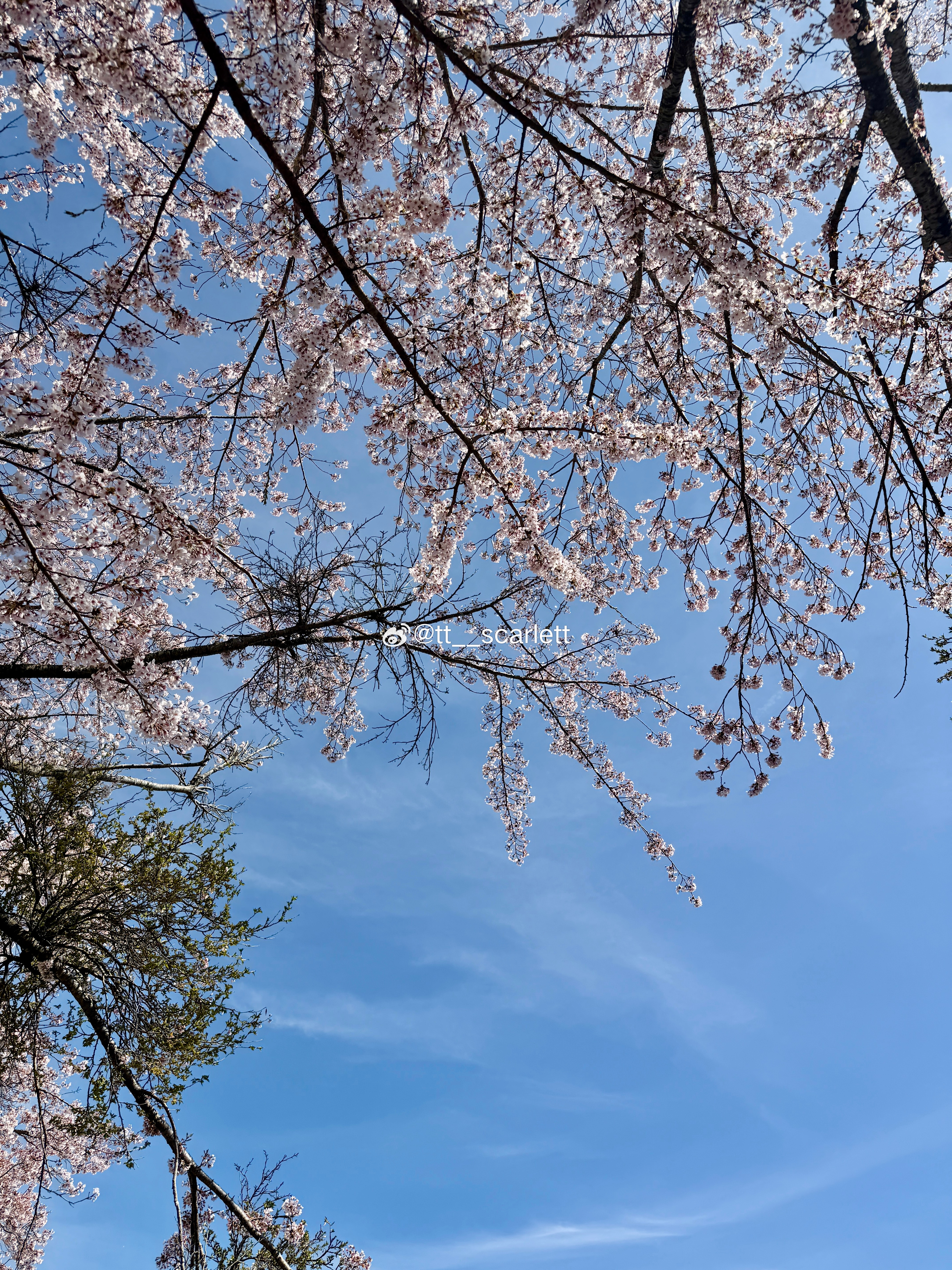 谁能凭爱意要富士山私有🗻🌸（爱国版） 日本·八木崎公園