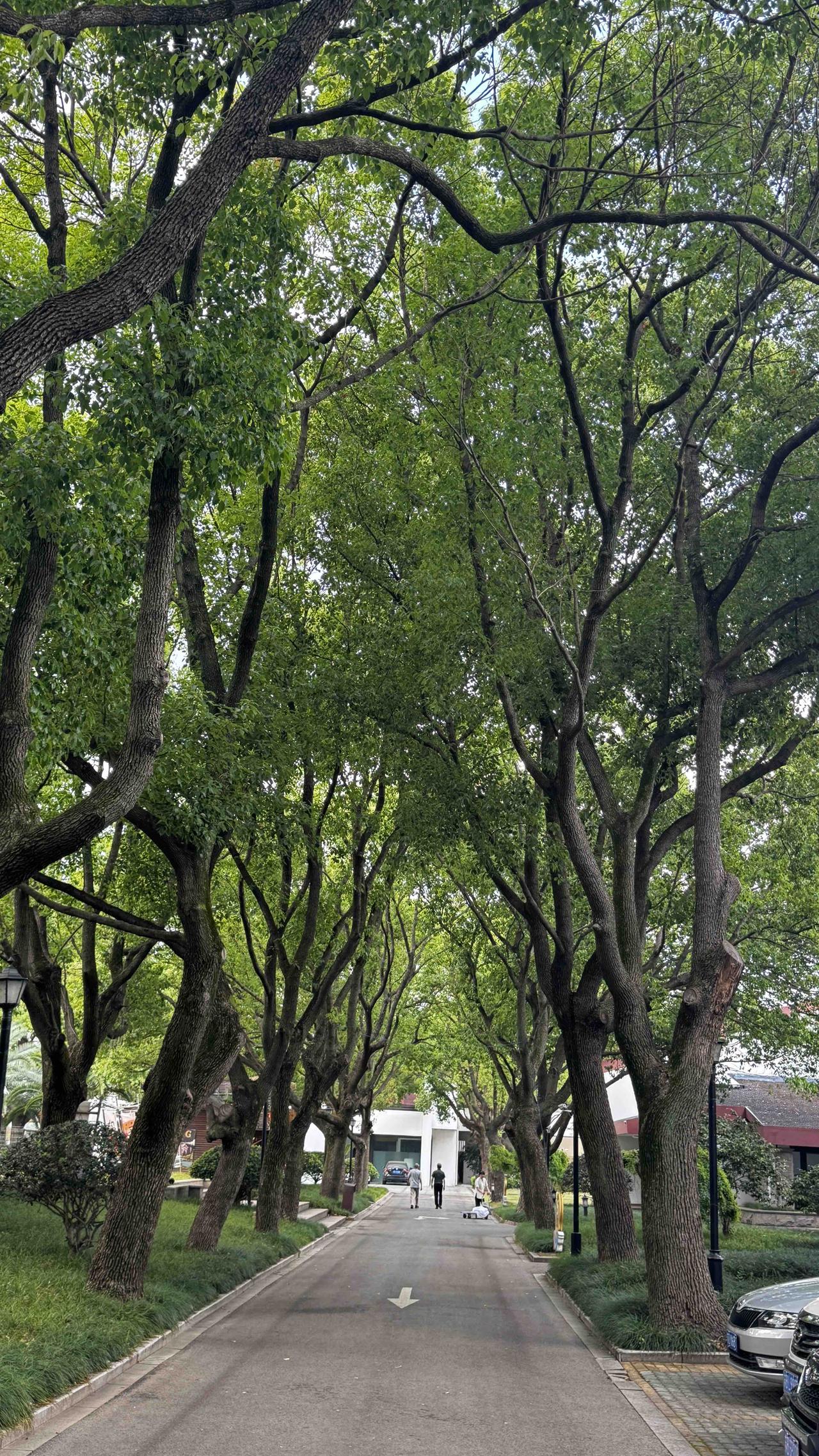 分享一张你手机里的树绿树成荫掩曲径，清风漫道，暑气在此悄然消散。
