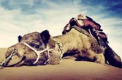 现实版压死骆驼的最后一根稻草

金德强，一位50多岁的卡车司机，多年辛勤工作，却