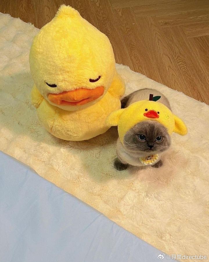 猫宁 