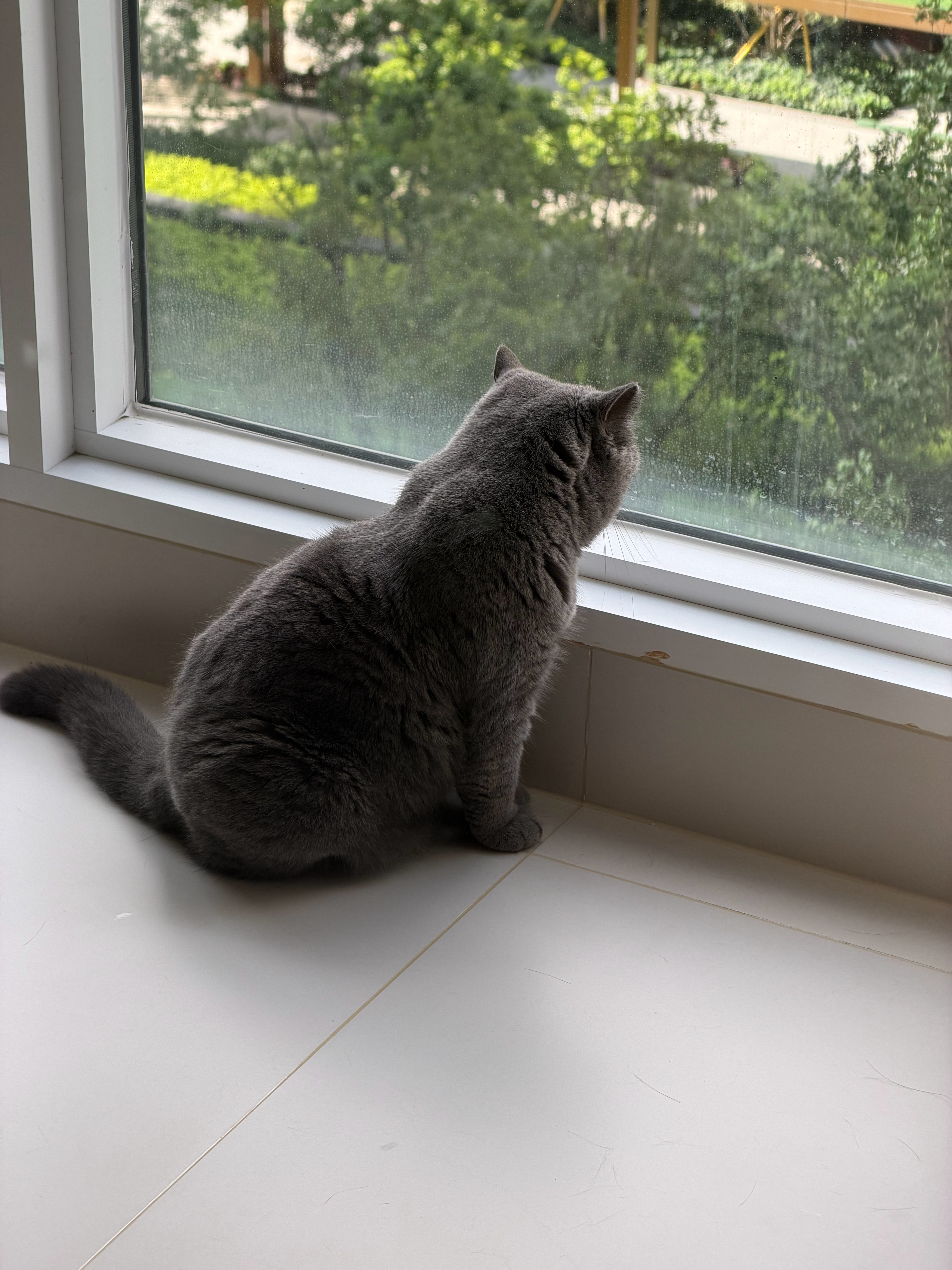 忧郁猪咪 