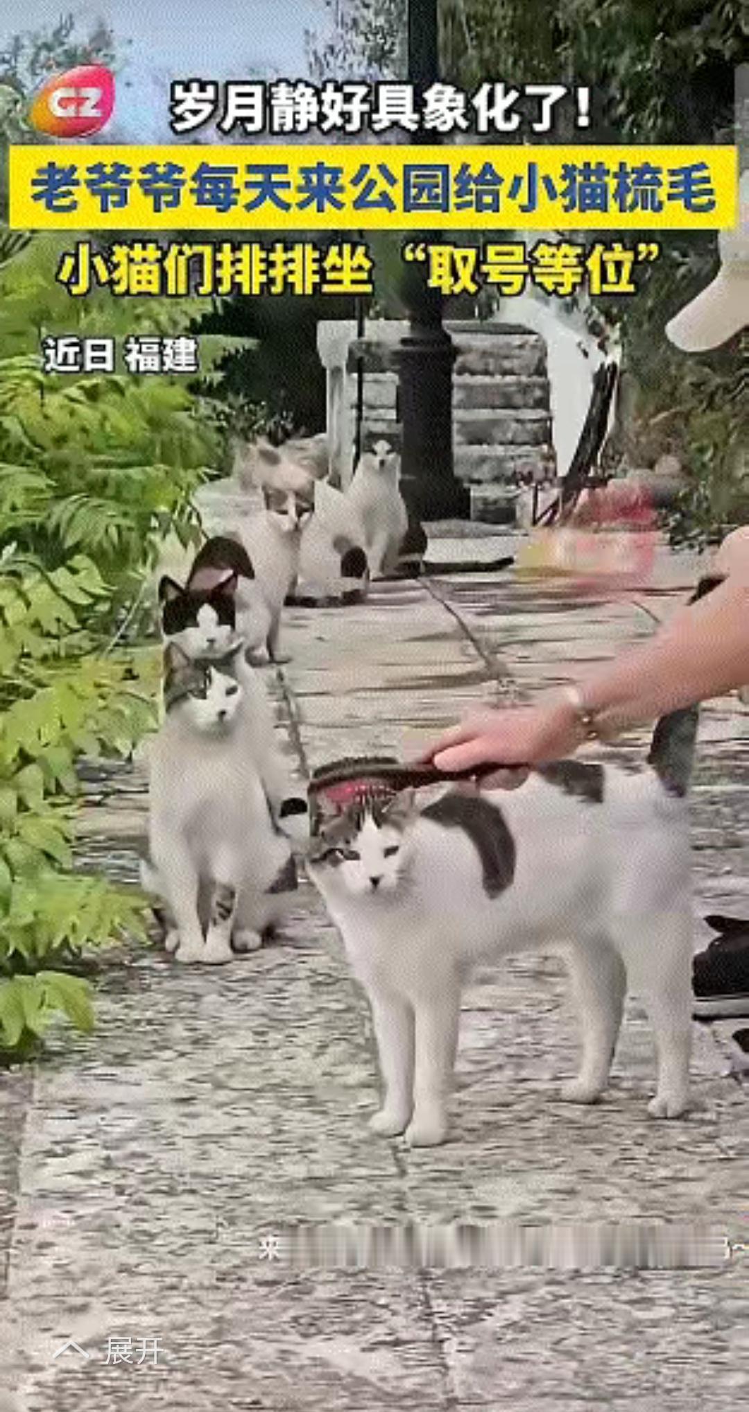 近日，黑龙江一处公园出现了一群流浪猫，令人傻眼的是，这群猫咪会自觉排队，然后安静