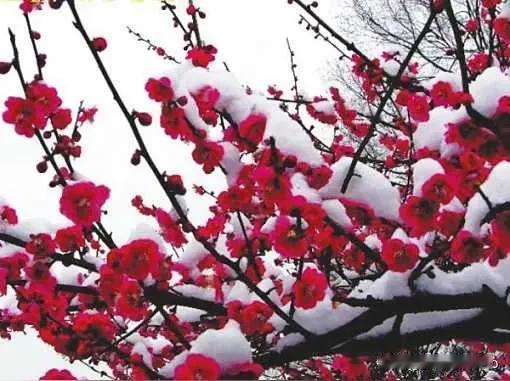 上联：百花齐放，
下联：万类争春。
﹌﹌﹌﹌﹌﹌﹌﹌﹌﹌
再对一下！[耶]
上联