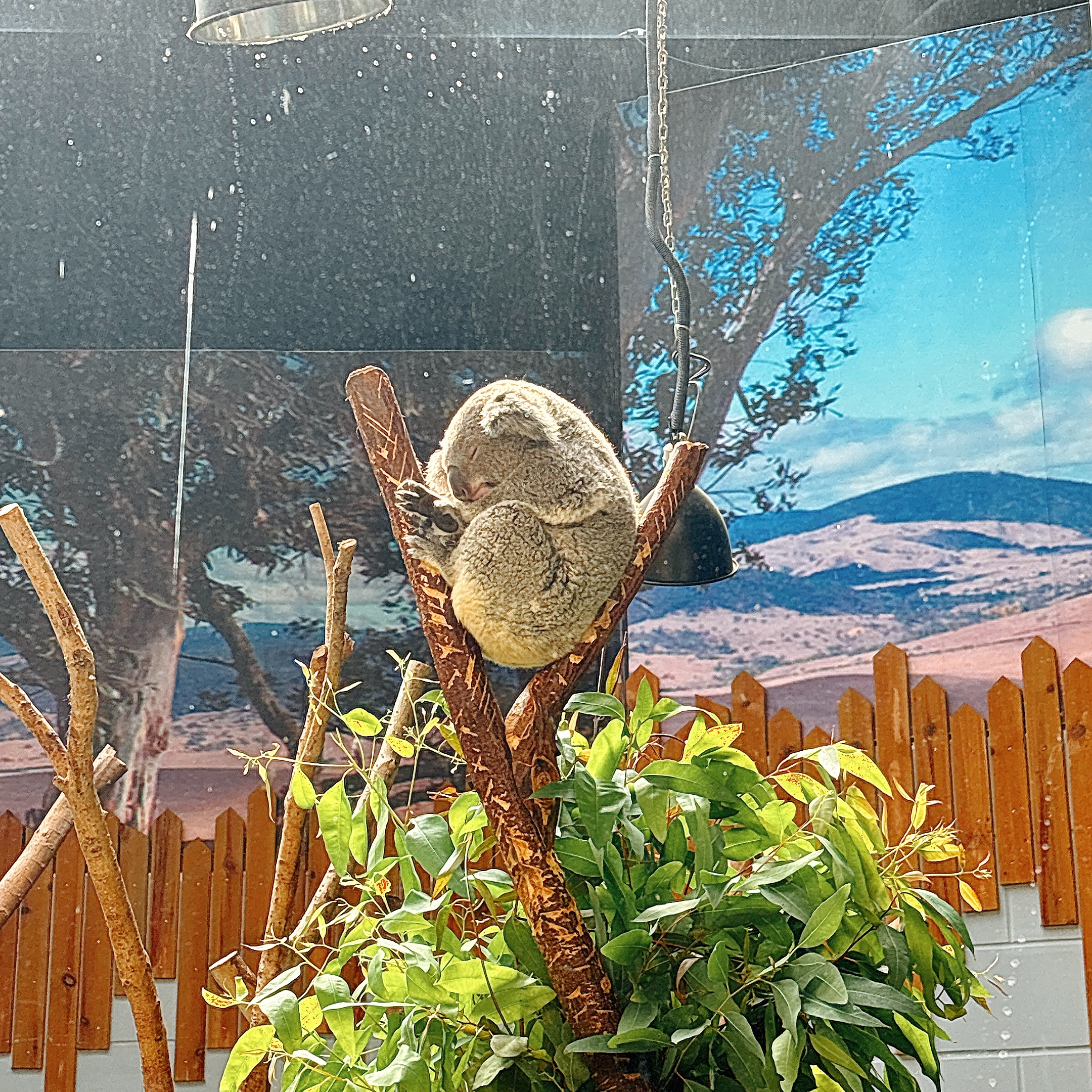 红山动物园真的可以逛一整天快乐的一天🐼🐅🦧🦍🦩🦥🐨 