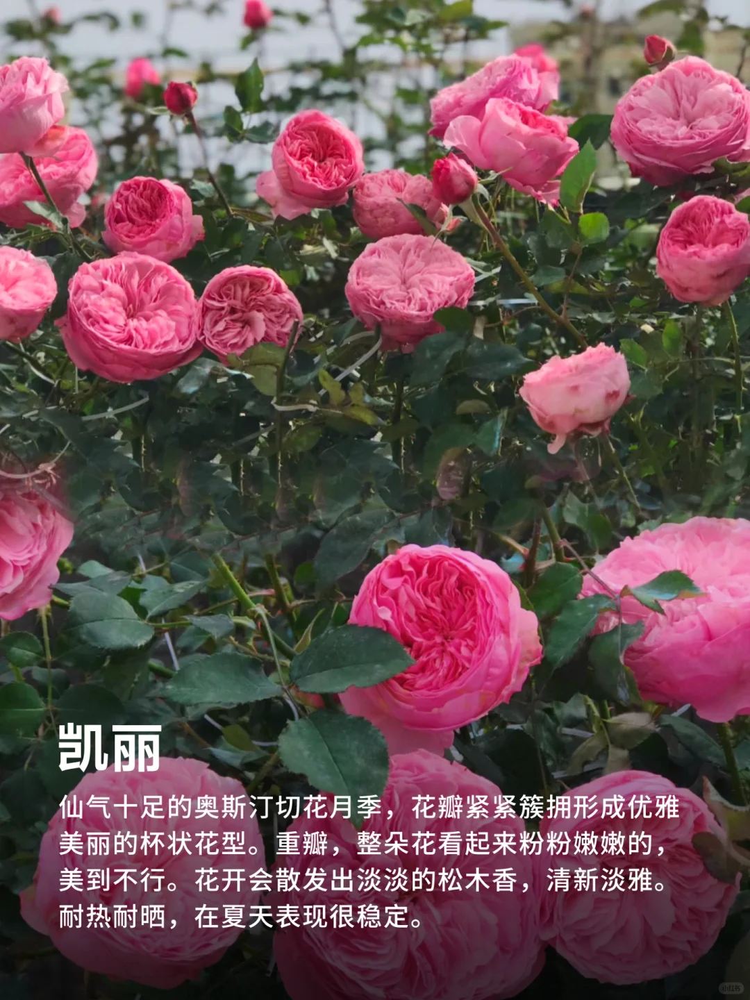 灌木月季必入经典品种推荐，好看又好养❗️