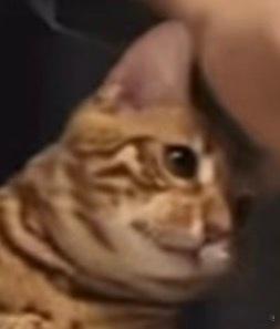 好想我家明猪 ​​​