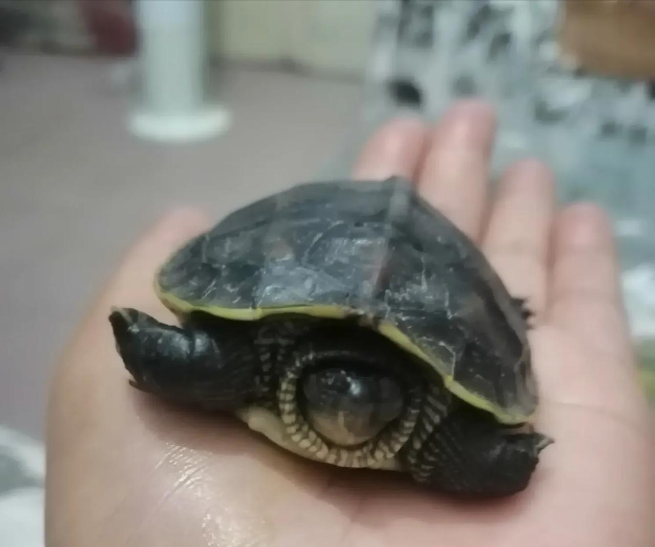 人家都哄娃睡觉，我哄龟龟睡觉，今晚7点半的时候它爬沙发，爬了十几次，滚下来好十几