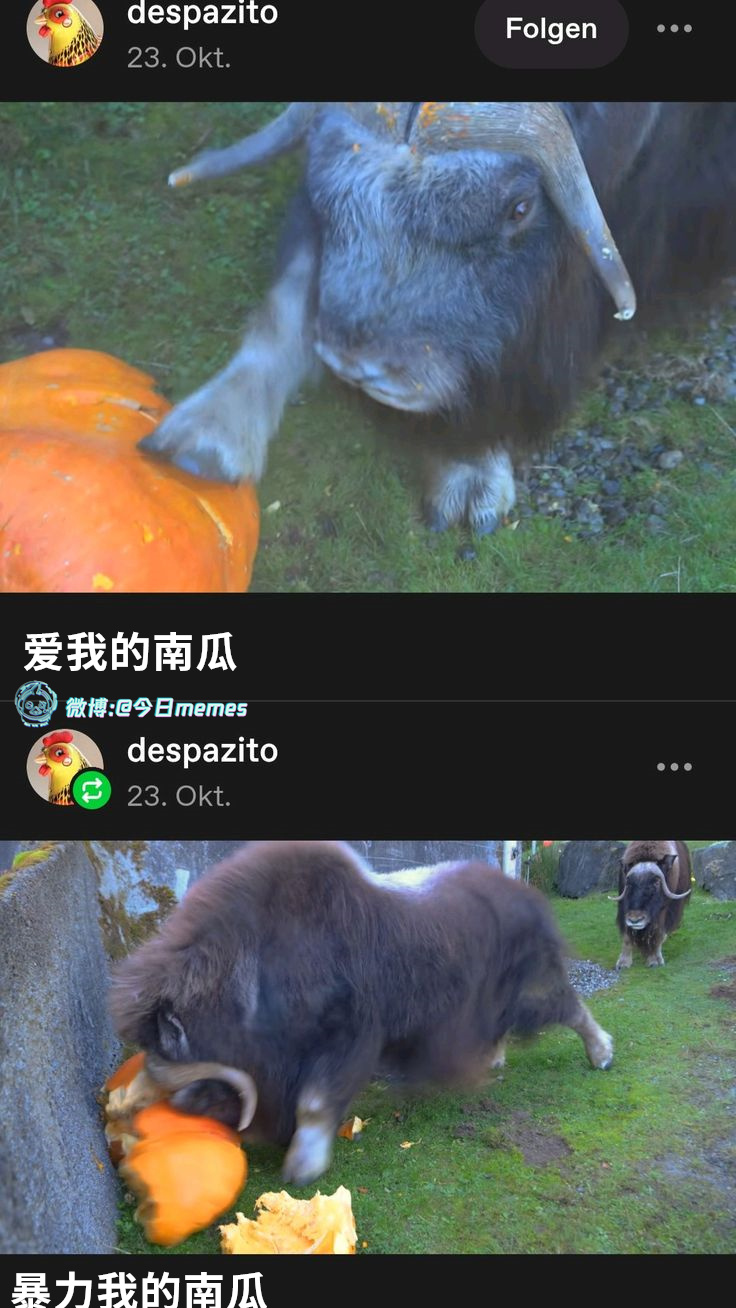 说你好吃！（despazito）哎呀