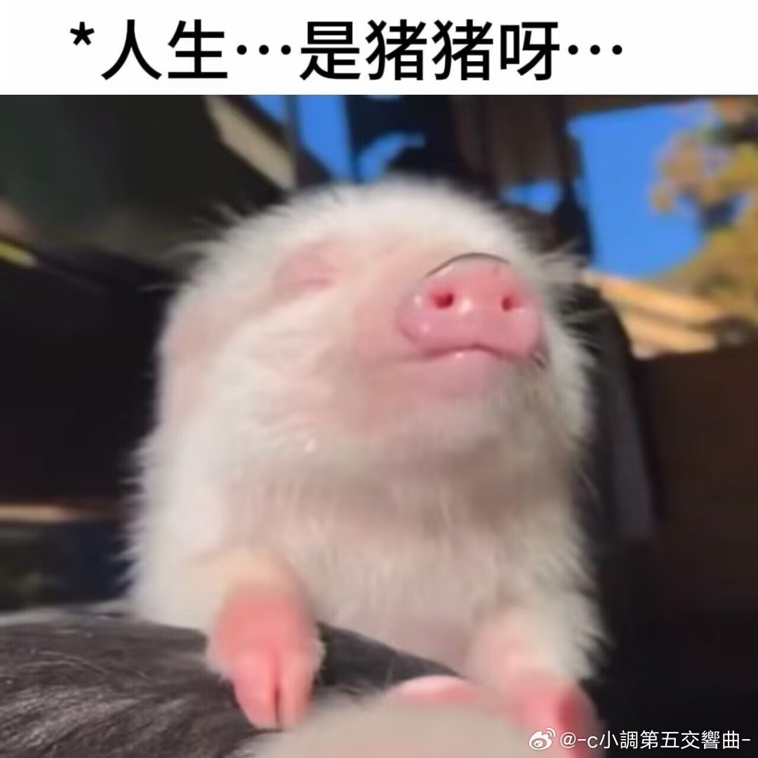 凡凡…是猪猪呀… 