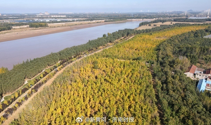 【#济南黄河银杏林迎来了最佳观赏期#】入秋以来，济南天气晴朗，温度适宜，占地约2