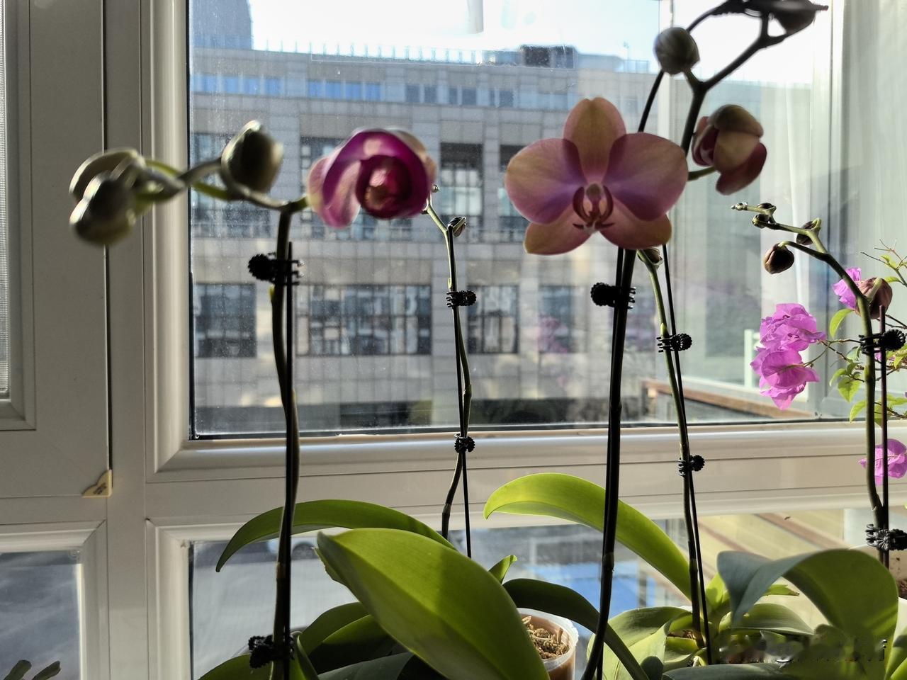 蝴蝶兰的新姿态