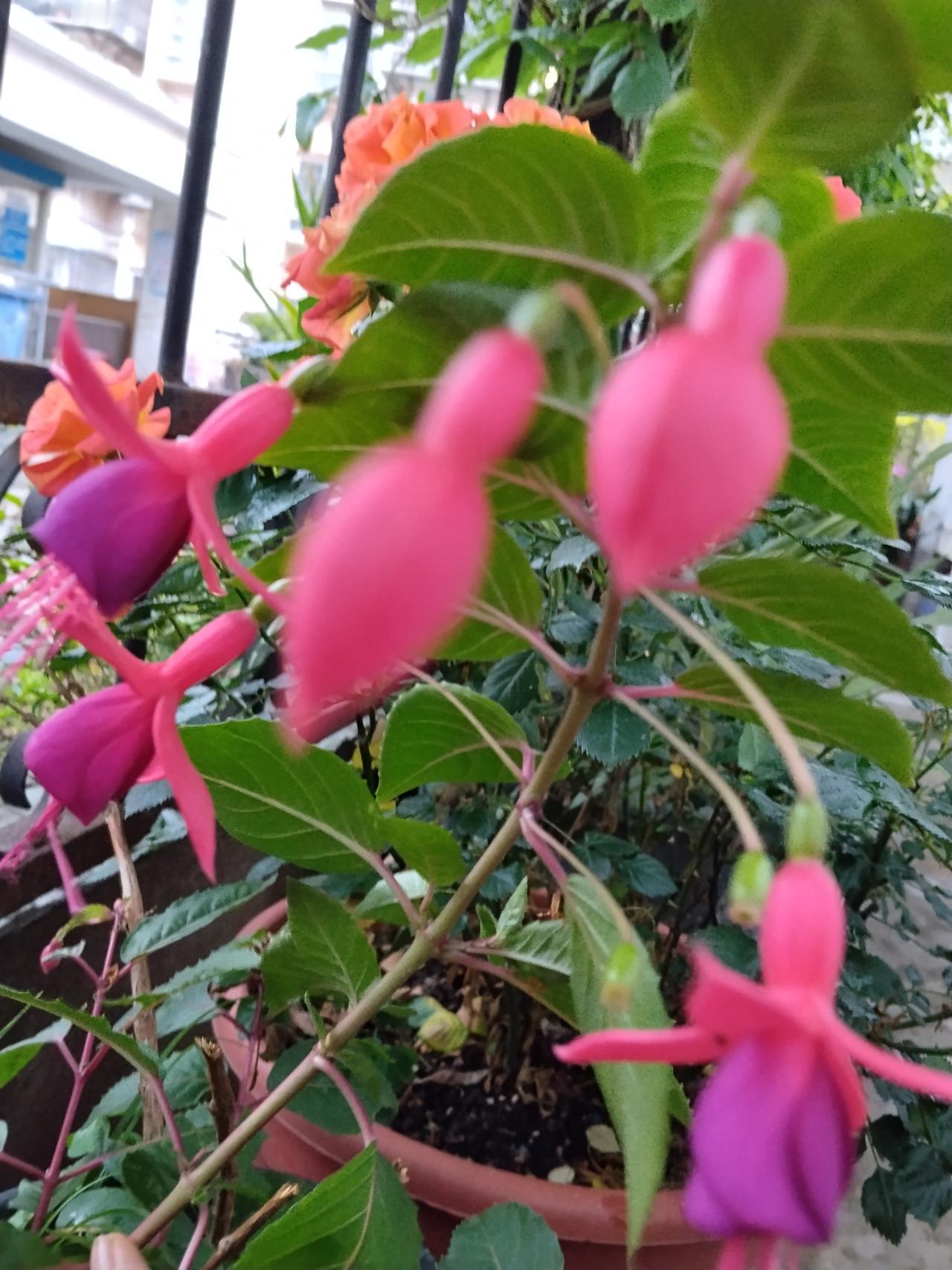 灯笼花不开万花皆静，一开就把整个春天都串成了灯，串成拂过心尖的光，亮得人心尖都软