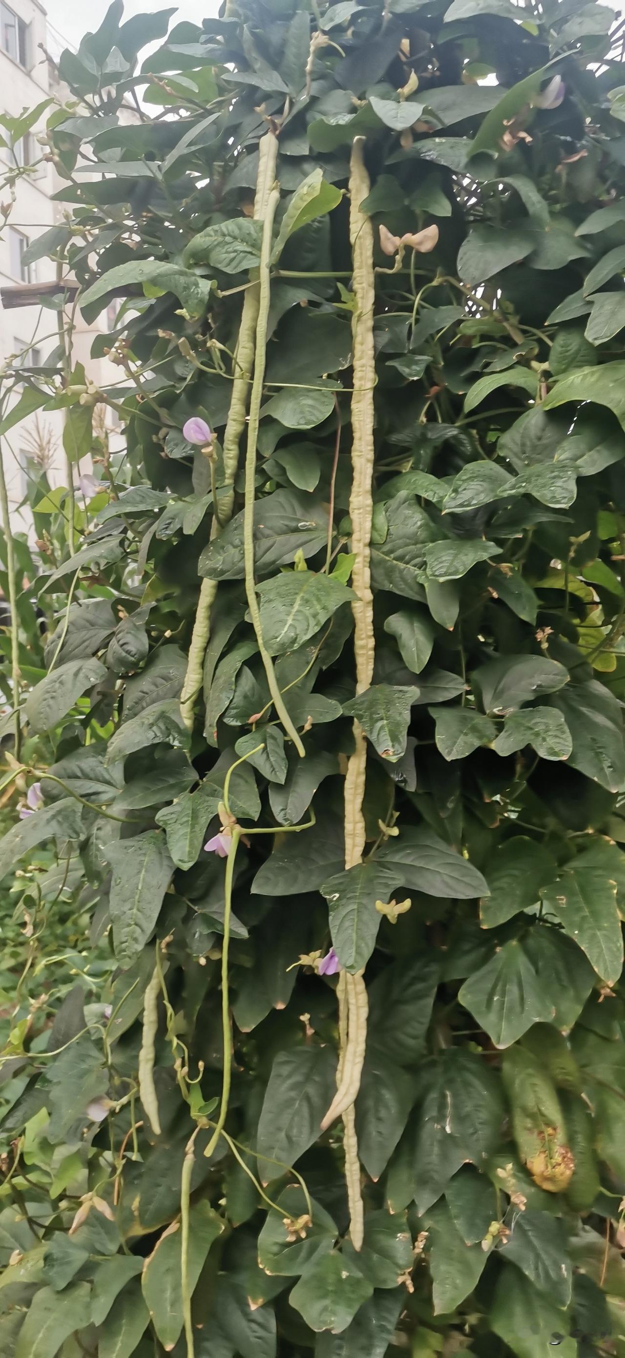 夏日生活打卡季这就是生活的一个细节，我们再小区种植的豆角竟然是这个样子。一米长的