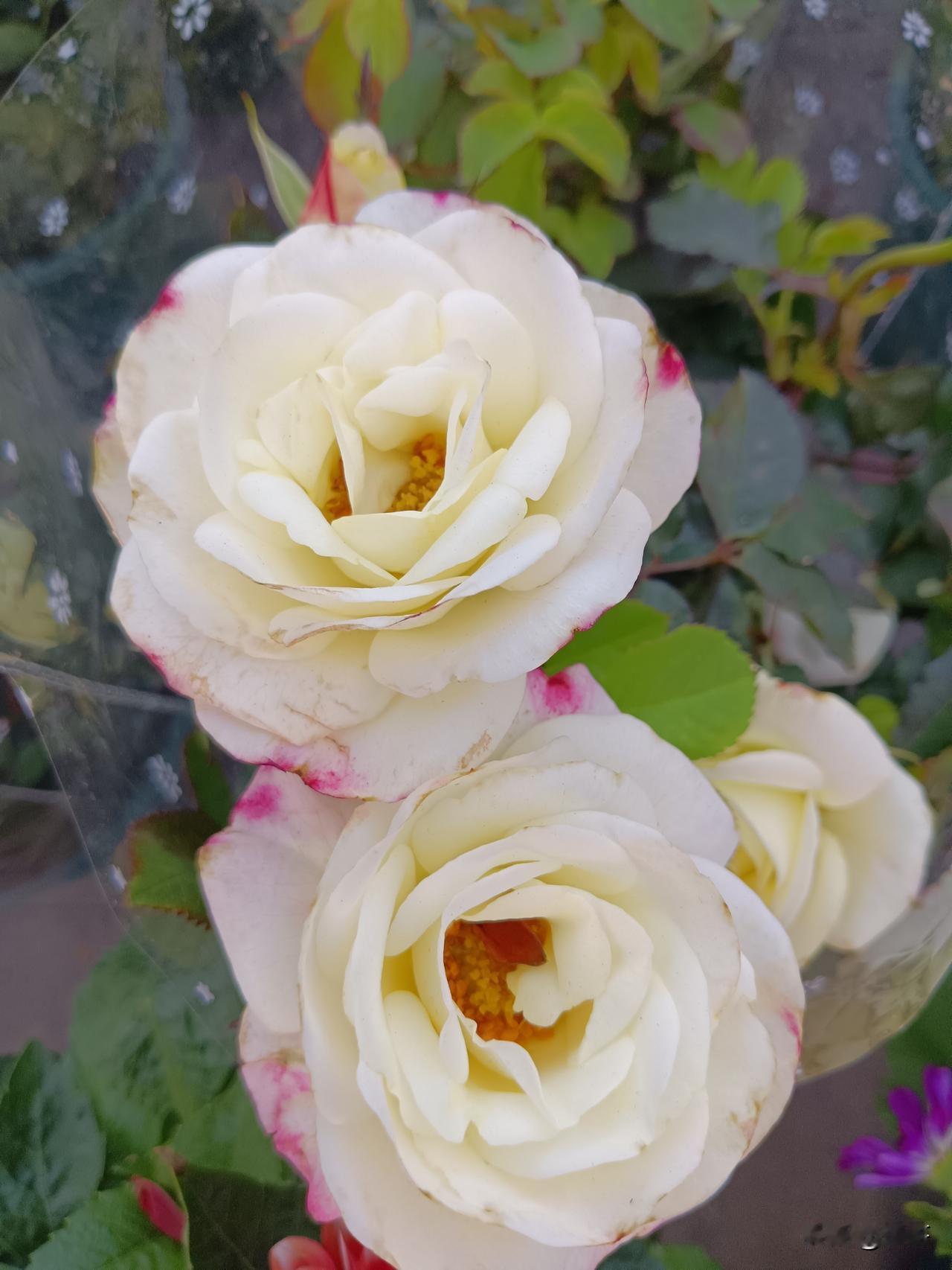 给孙子和外孙的红包应该一样多吗? 
建议金额尽量一致，既避免晚辈心里有落差，也能