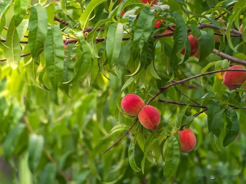 立春移过冬桃树，管理得用心。首先施肥很关键，就像人补充能量，给桃树施些充分腐熟的