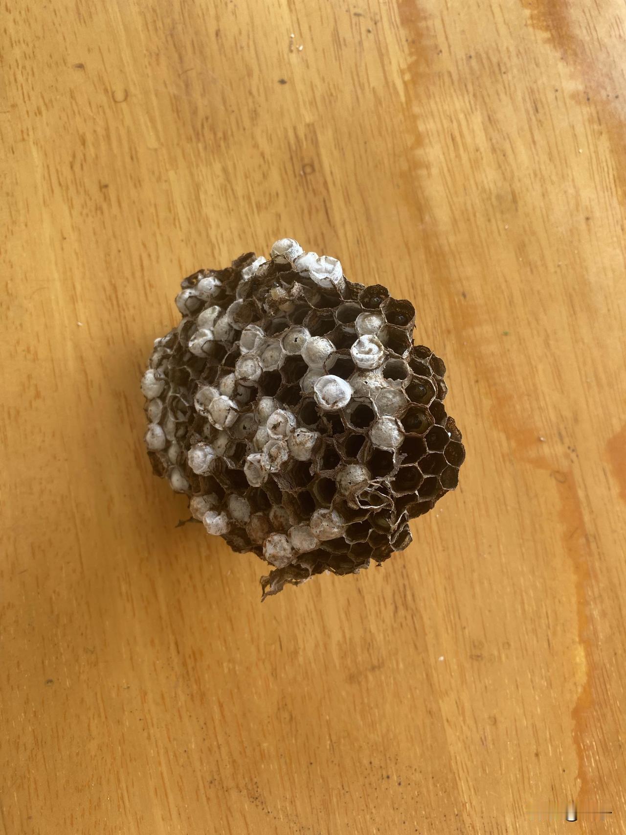 有人认识这是啥吗？这是蜜蜂的幼崽，看起来肉嘟嘟的，身体太柔软了，轻轻一碰就爆浆了
