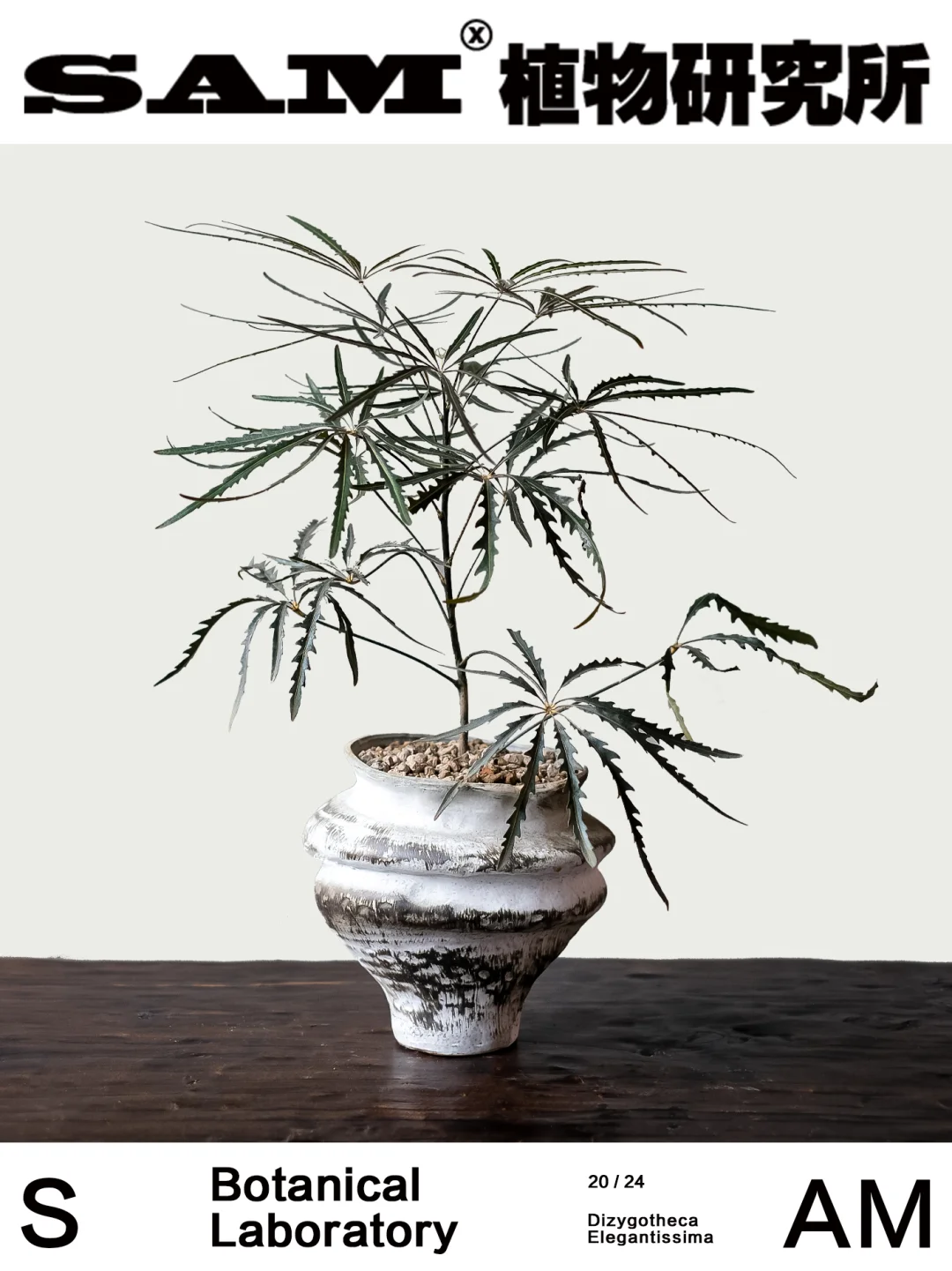 孔雀木｜Dizygotheca Elegantissima
