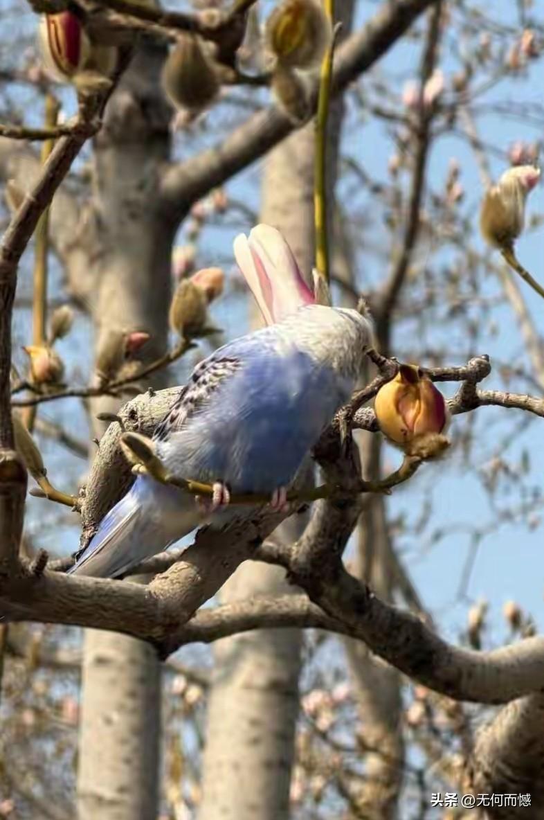 这树上落的是什么东西？乍一看，还以为是一只小鸟，仔细看，原来是含苞欲放的花朵，看