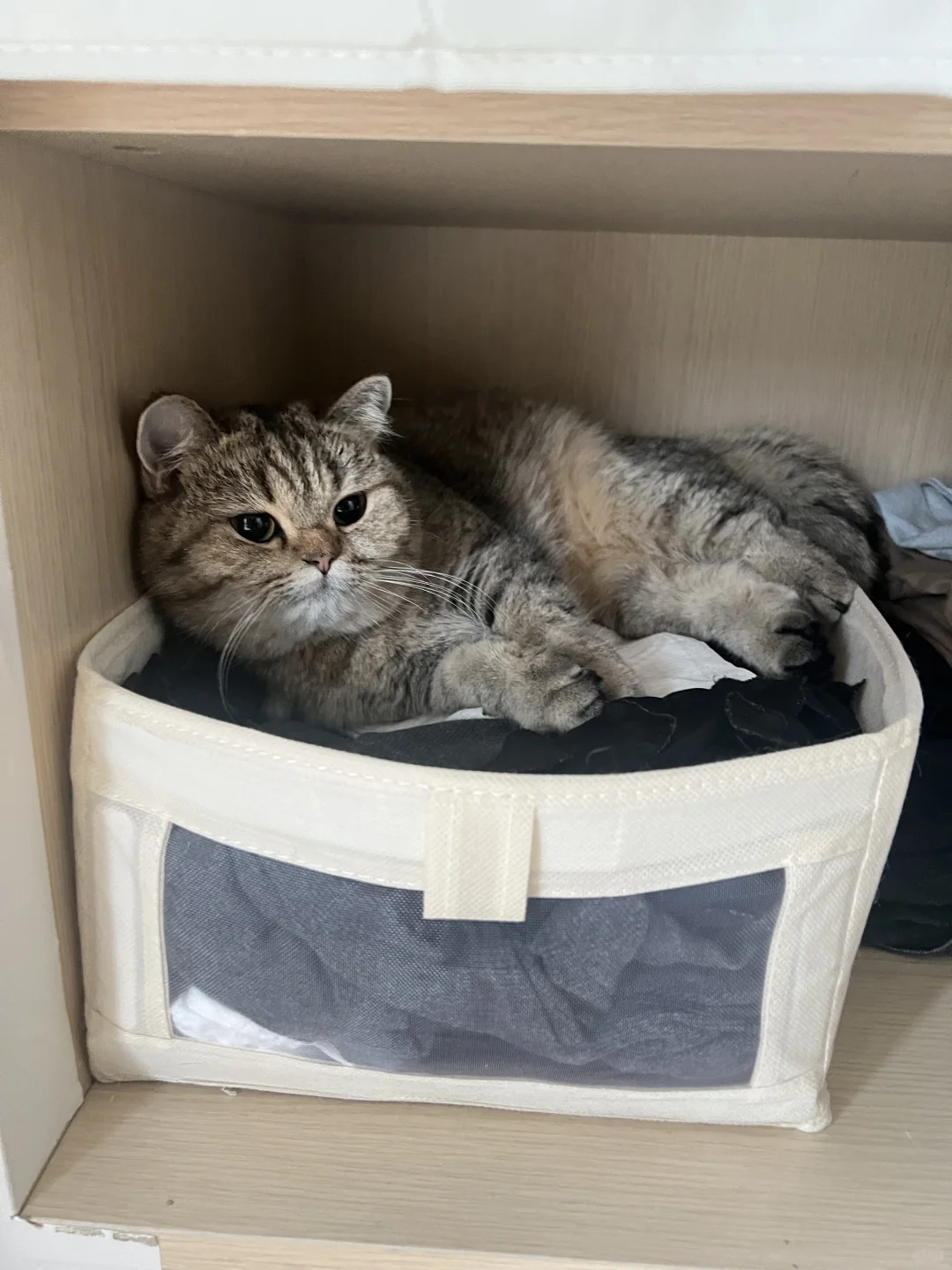 天冷了，早上起床找不到猫…