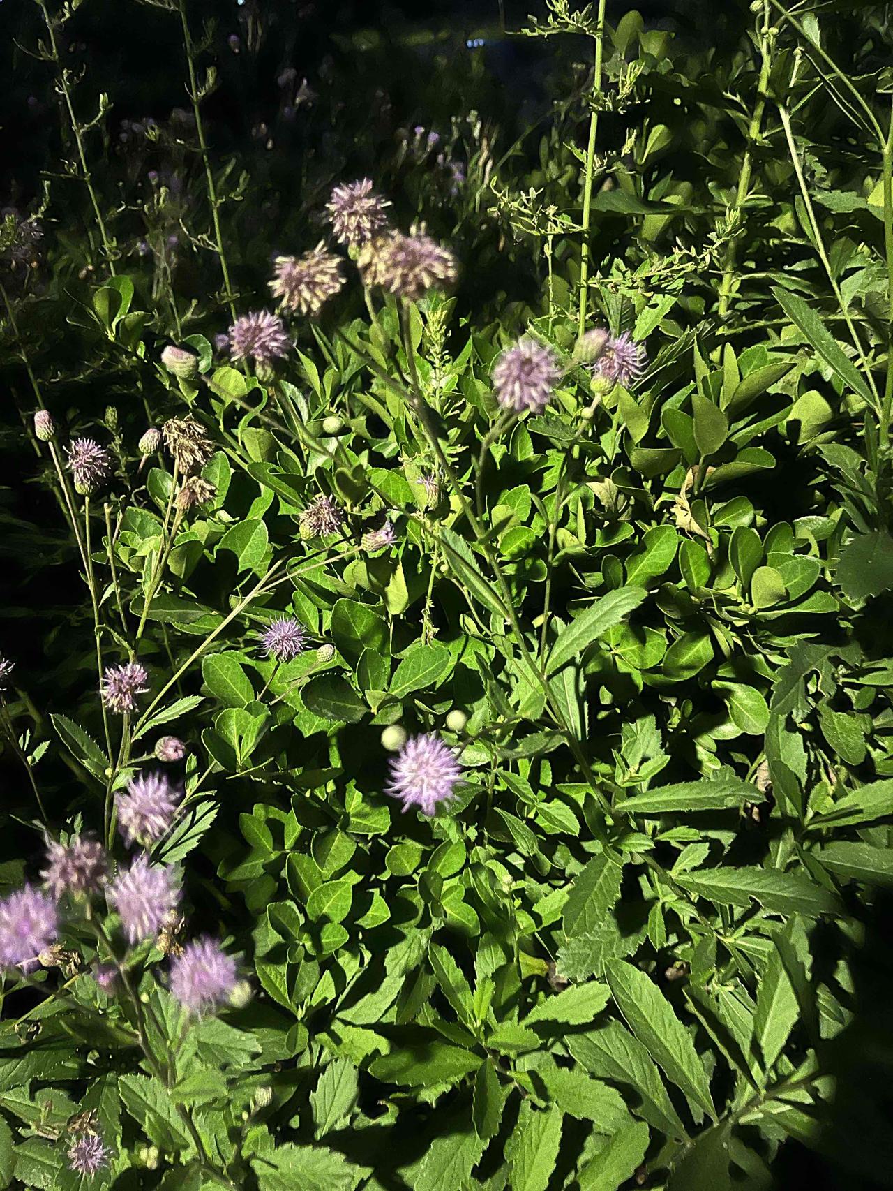 晚饭后，附近路边的花草，随手拍的几张图片。灯光下的植物更迷人。在微风中摇动，与大