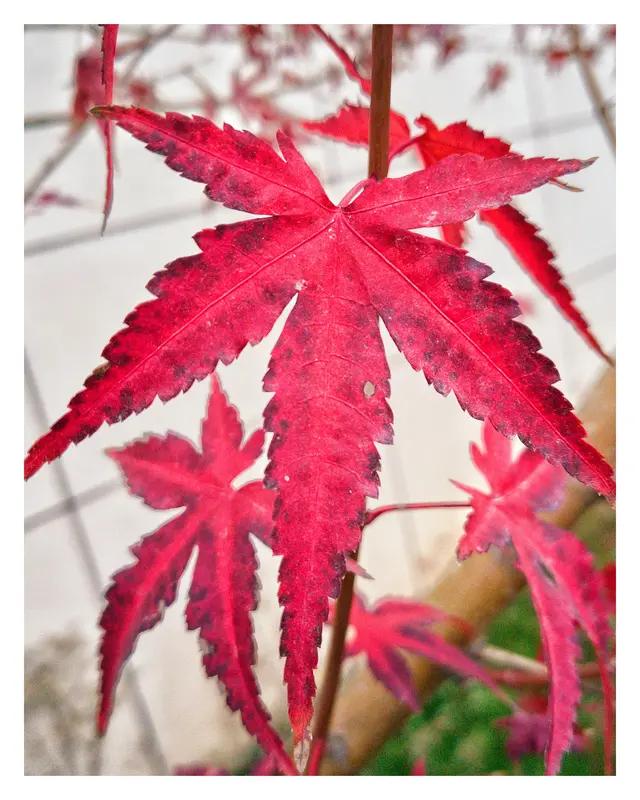 分享一张我在琴亭湖公园拍到的最美枫叶照片。当时去琴亭湖公园赏杜鹃，避开人群后，一