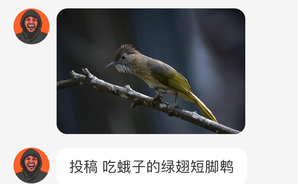 #鸟粉投稿# 干饭的【绿翅短脚鹎bēi】它抓了一只蛾子🙊还挺讲究，把翅膀弄掉再