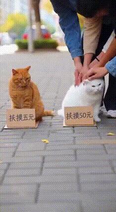 🔥救命！橘猫的醋坛子翻得比过山车还快，这波争宠名场面笑到我直拍腿！
 
主人带