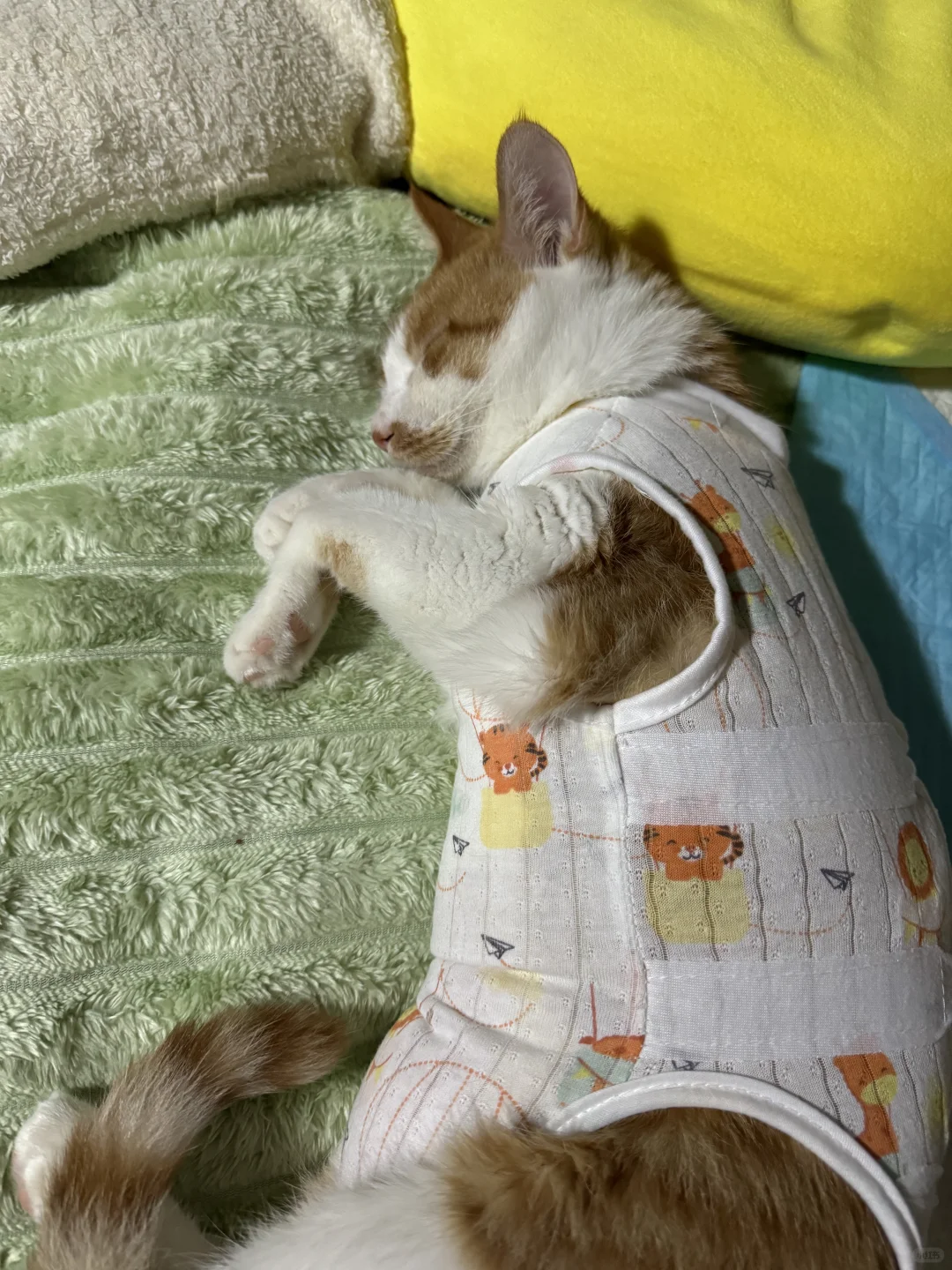 妈妈我是第一只因为绝育上报纸的小猫咪吗