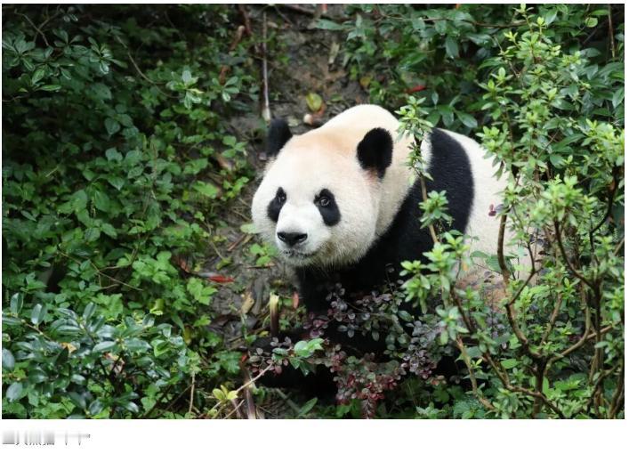 谁懂啊！成都大熊猫繁育研究基地的 “平平” 和 “福双”，即将启程赴美，开启为期