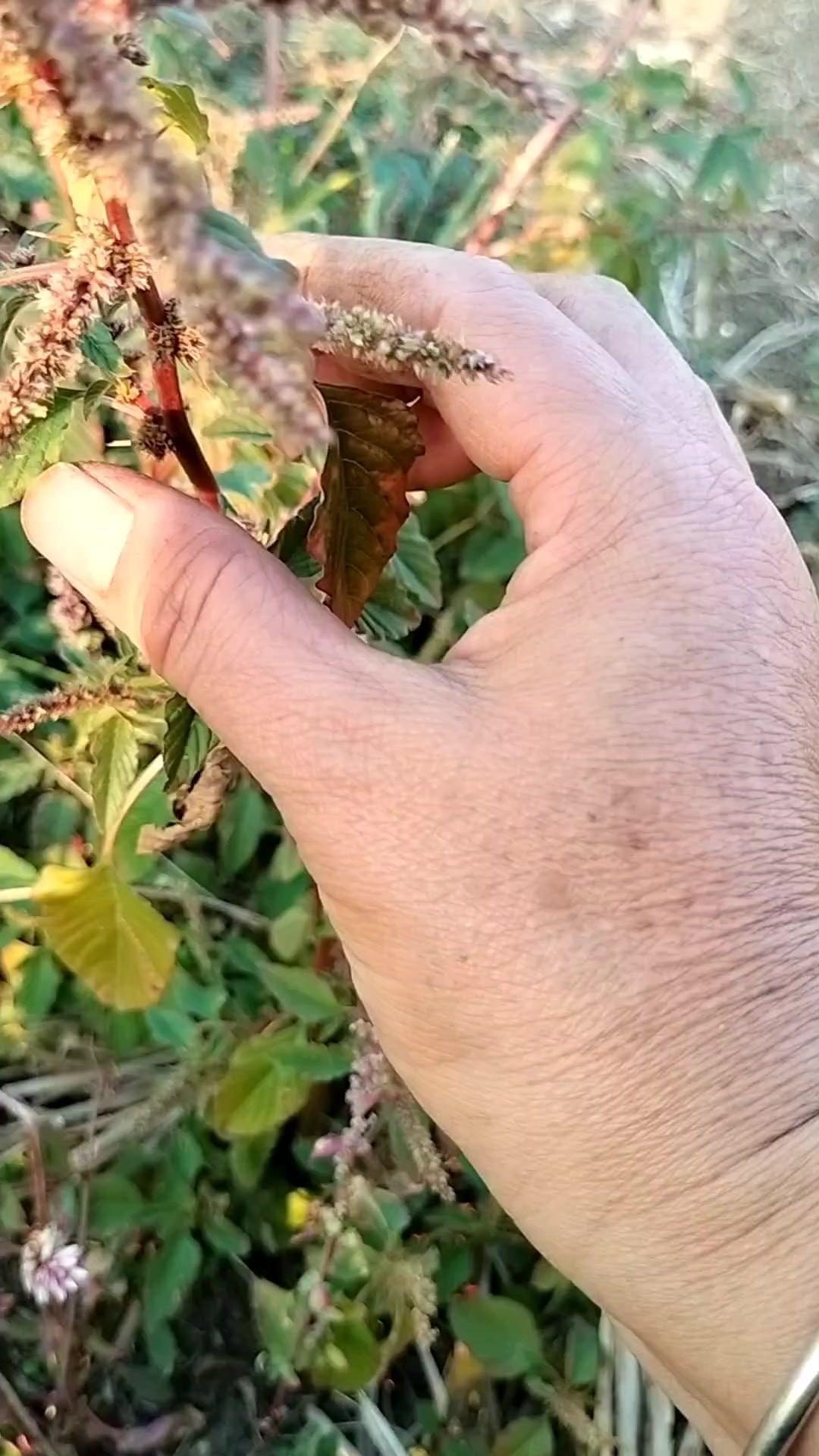红色刺苋别错过！🐟这种红色的刺苋一定要认识，它有个外号叫“土人参”，学名其实是