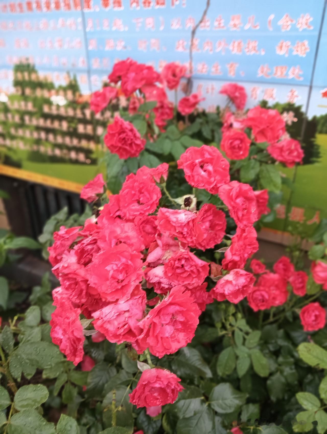 晒图笔记大赛花🌸开富贵